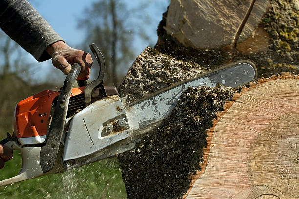 Best Tree Branch Trimming  in Oyster Creek, TX